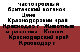 чистокровный британский котенок › Цена ­ 1 000 - Краснодарский край, Краснодар г. Животные и растения » Кошки   . Краснодарский край,Краснодар г.